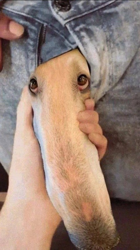 Create meme: Greyhound nose, greyhound eris dog, dog funny