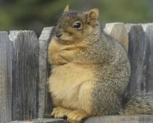 Create meme: funny squirrels, protein