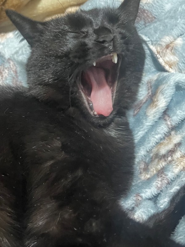 Create meme: cat , yawning cats, black cat 