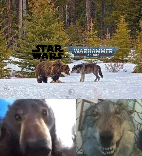 Create meme: bear and wolf, Meme wolf on vs bear, wolf meme