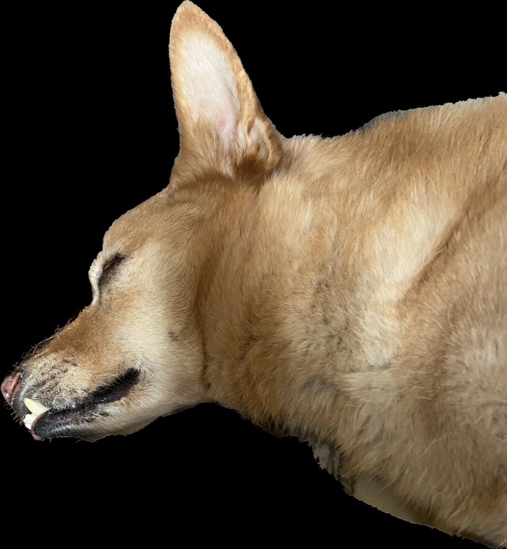 Create meme: dog dingo muzzle, dogs, dog 