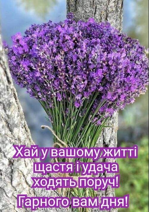 Create meme: lavender crimean, lavender flowers, lavender bouquet