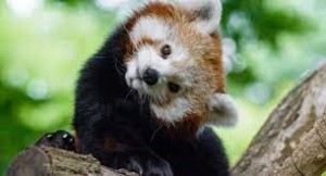 Создать мем: животное красная панда, малая красная панда, млекопитающие красная панда