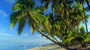 Create meme: the sea tropics, palm beach