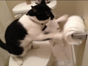 Create meme: black and white cat, the cat on the toilet, funny cat