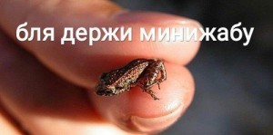 Создать мем: лягушка, держи жабу мем, держи жабу