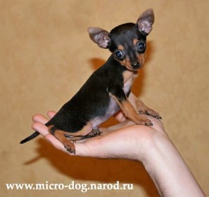 Create meme: Pinscher, small, puppies miniature Pinscher