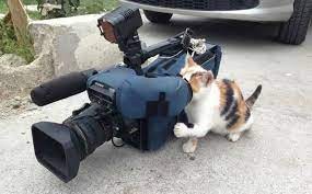 Create meme: cat, cat operator