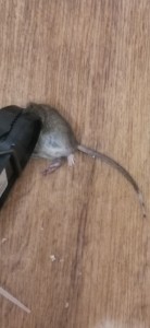 Создать мем: маленькая дохлая мышка, крыса мышь, серая крыса
