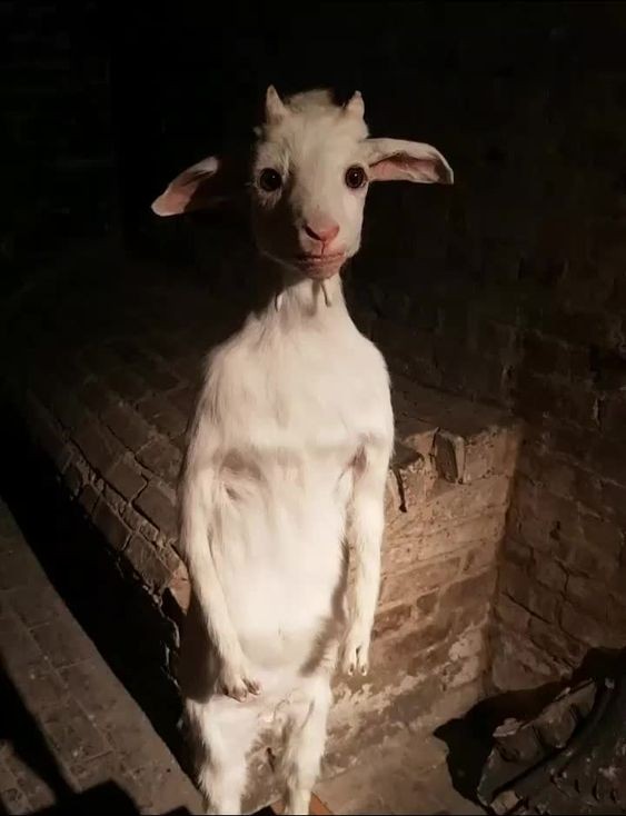 Create meme: goat of, The scary kid, goat simulator main theme