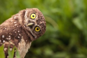 Create meme: owl, owl owl, bird owl