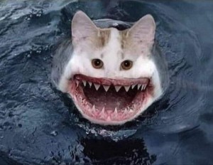 Create meme: cat shark, shark