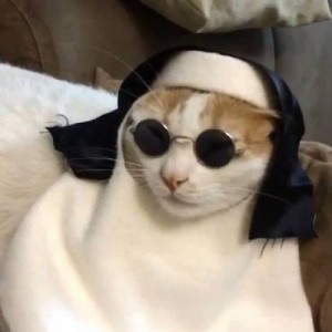 Создать мем: copy cat, funny cat, nun
