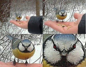 Create meme: bird chickadee, chickadee