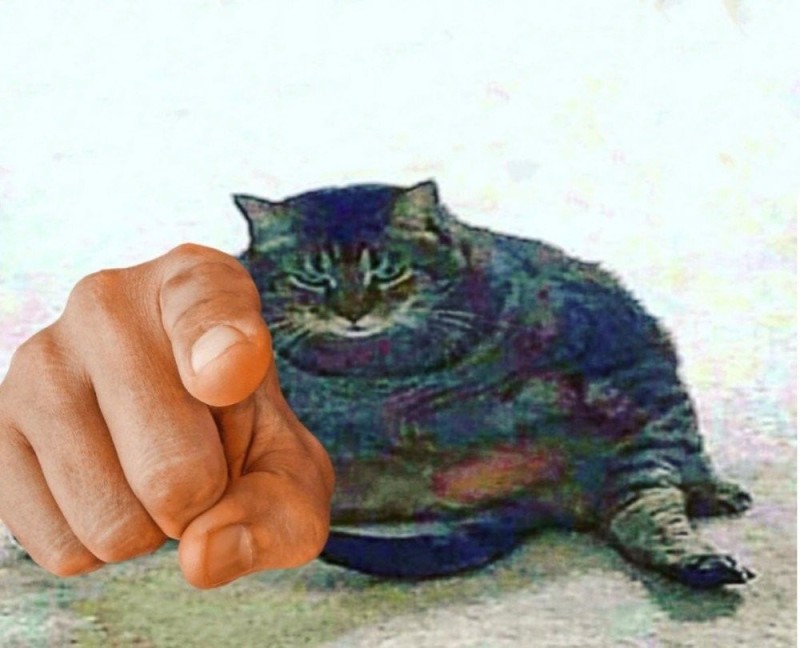 Create meme: cat boop, cat , memes with cats 