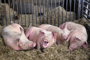 Create meme: pig pig, swine fever, Landrace breed of pigs