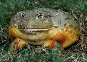 Создать мем: остромордая болотная лягушка, жаба, лягушка бык