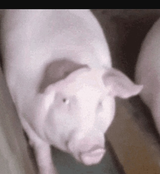 Создать мем: свинья свинья, большая свинья, свинка с поросятами