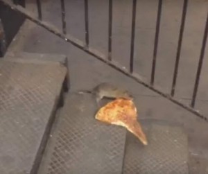 Создать мем: мышь украдет пиццу, крыса тащит пиццу, крысы в нью йорке