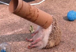 Создать мем: ёжик труба, Hedgehog Care, животное