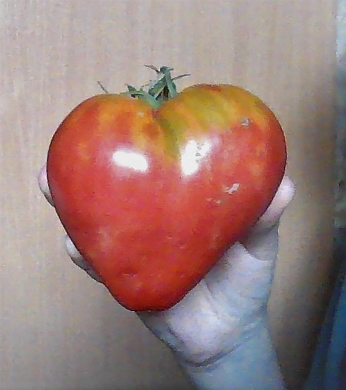 Create meme: bull heart tomato, bull heart, varieties of tomatoes