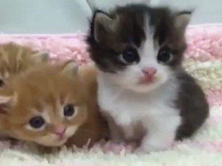 Create meme: cute kittens, cute cats , cats kittens