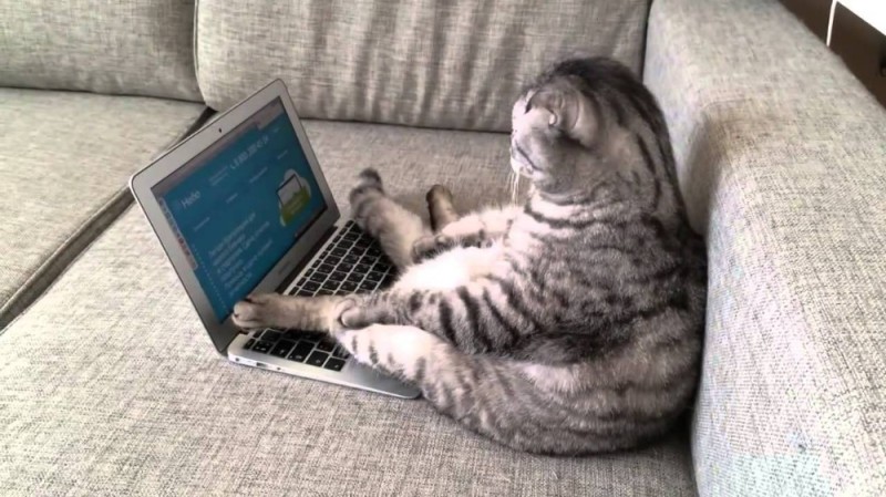 Создать мем: кот уснул за компом, кот лежит на ноутбуке, кот за компьютером