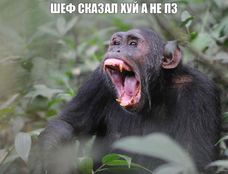Создать мем: шимпанзе самец, самка шимпанзе, оскал обезьяны