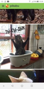 Create meme: cats humor, fun with cats, funny cats