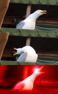 Создать мем: seagull, inhaling seagull, чайка мем