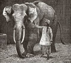 Create meme: Dovima and elephants, dwarf elephant, Neuman's elephants