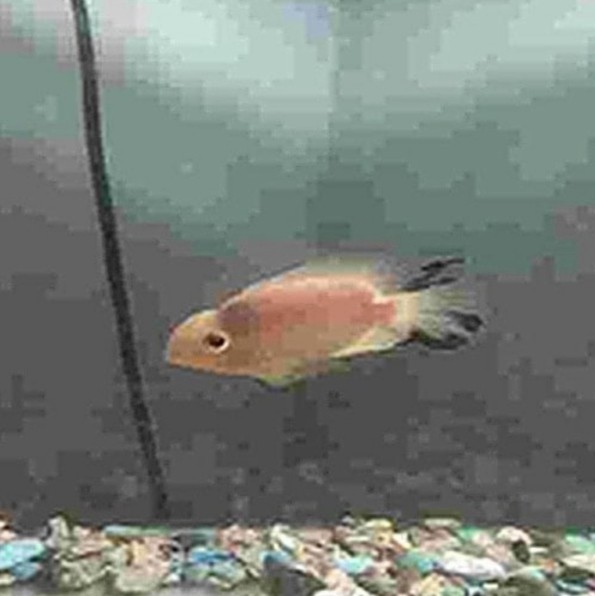 Create meme: Cichlazoma black-striped flamingo, cichlid hybrid, flamingo cichlid