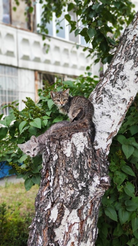 Создать мем: домашний котик, кошка, кота снимают с дерева