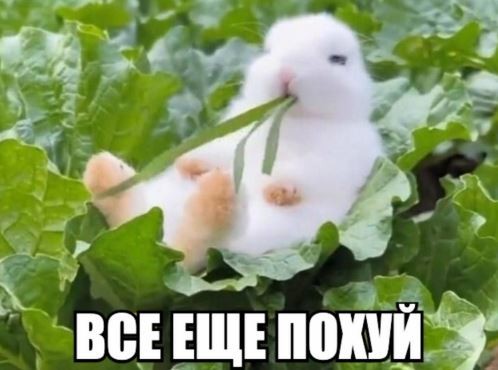 Create meme: animals , the trick , the rabbit is funny