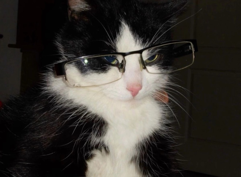 Создать мем: кошка профессор, кот, котёнок в очках