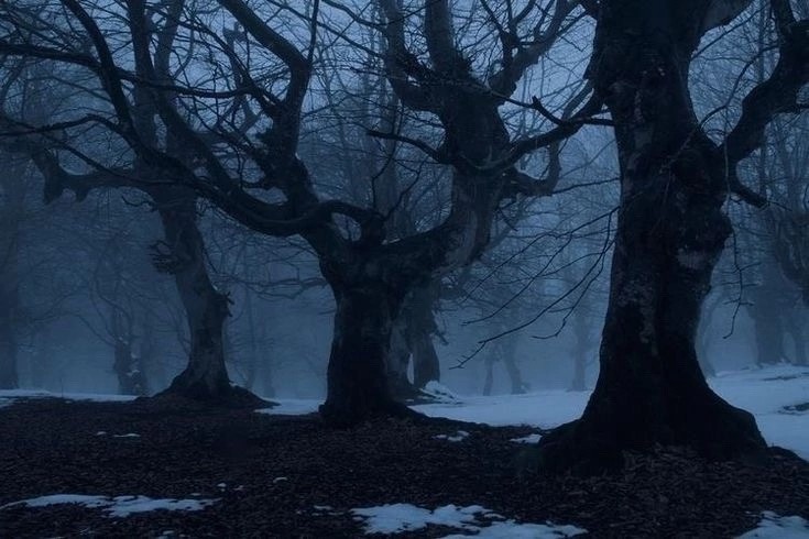 Создать мем: мрачная природа таинственный лес, страшный мистический лес, мрачное дерево