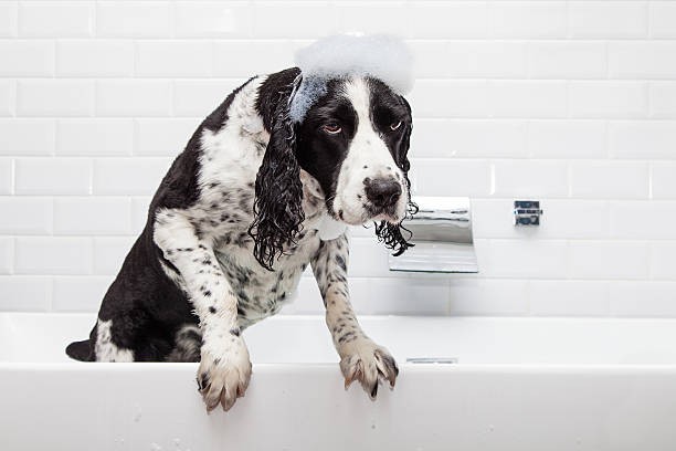 Create meme: springer spaniel, Cocker Spaniel, the dog in the bathroom