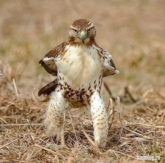 Create meme: birds of prey hawk, birds of prey , The hawk is funny