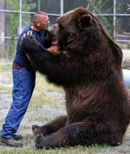 Создать мем: бурый медведь кадьяк, самый большой медведь, огромный медведь
