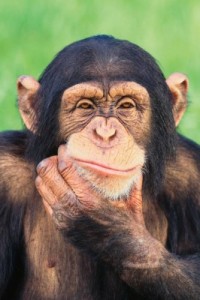 Create meme: Pensive monkey