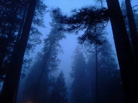 Create meme: night forest , forest , forest misty