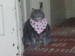 Create meme: cat fat, jokes about kotv, fat cat in an apron