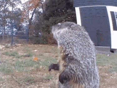Создать мем: groundhog yelling, сурок фил, groundhog marmota monax