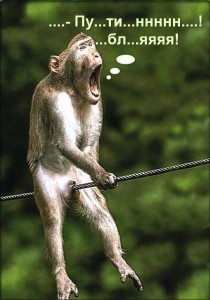 Create meme: monkeys, funny pictures of animals, funny jokes