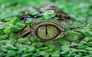 Create meme: crocodile masking, green eyes of a crocodile, crocodile eye macro