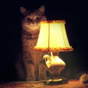Create meme: cat, it's time to fucking stories, cat with lamp