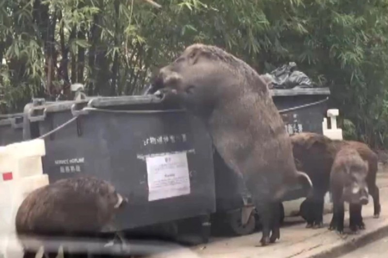 Create meme: capybaras in the Moscow zoo, Andre the Giant, boar boar cleaver