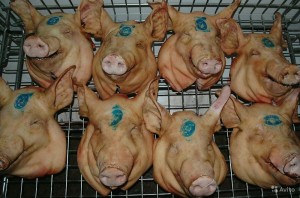 Create meme: the pig's head, African swine fever, swine fever