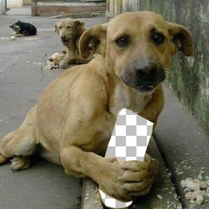 Создать мем: бездомные собаки, домашние животные, голодная собака
