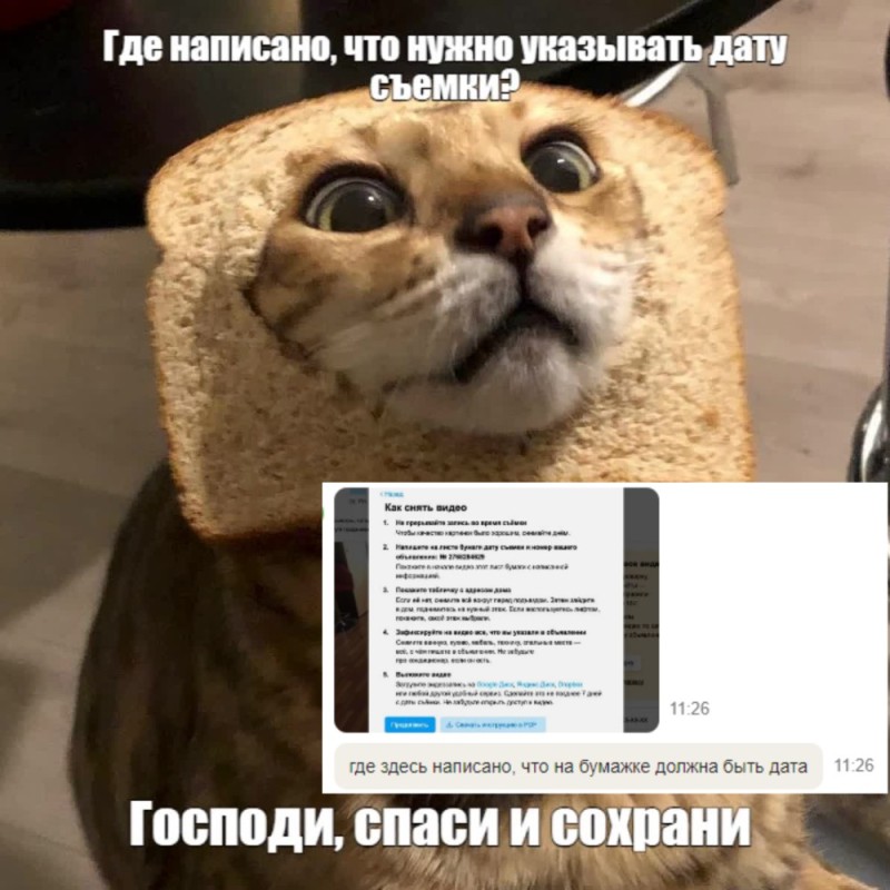 Создать мем: котик в хлебушке, кошка хлеб, животные милые